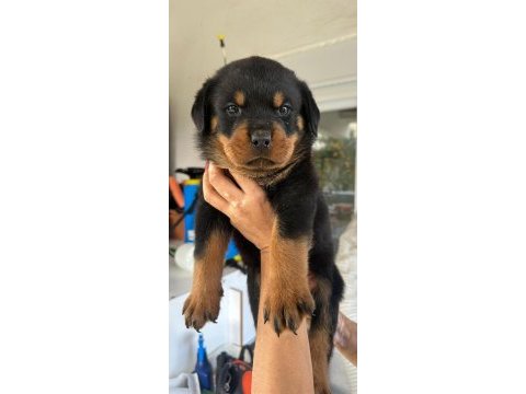 Aşıları tam rottweiler yavrular erkek ve dişi