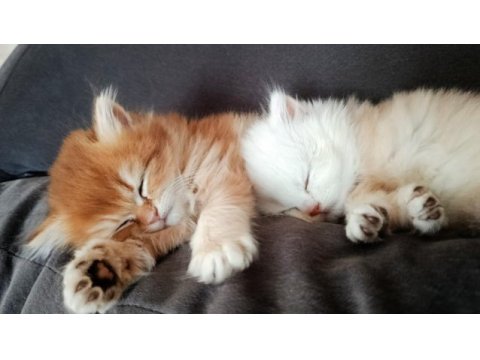 British longhair 60 günlük