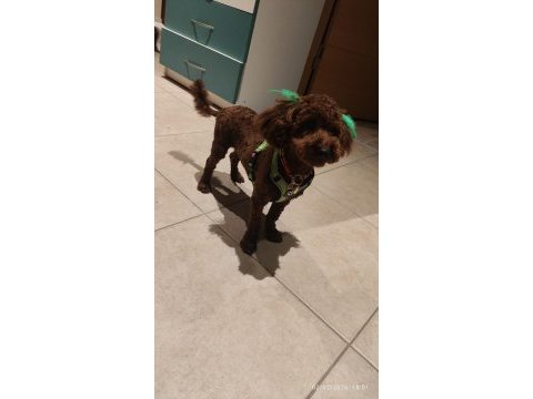 9 aylık erkek toy poodle