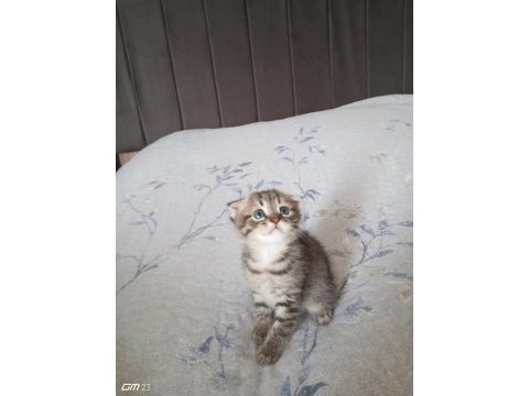 Scottish fold yavru 3 aylık erkek