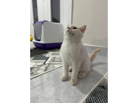 2.5 aylık british shorthair