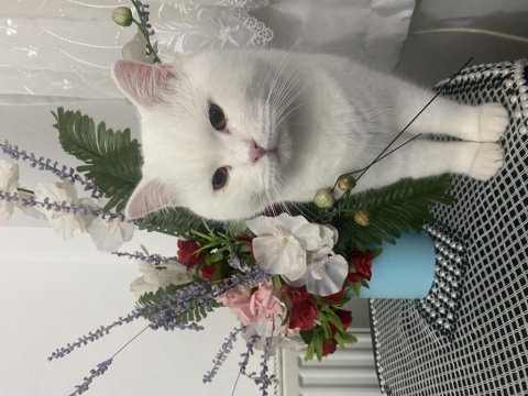 Oyun sever british shorthair