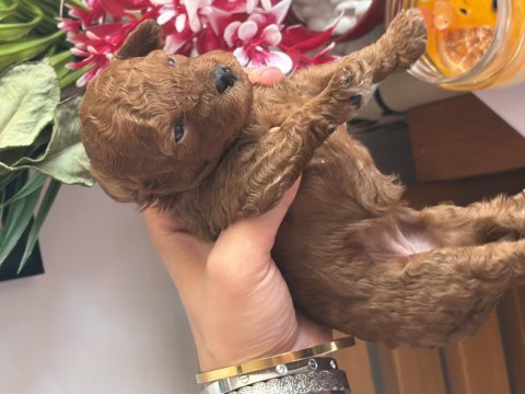 Poodle bebeklerimiz
