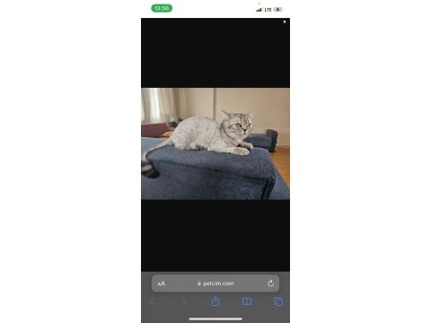 Kedimiz ettim masrafları çıkarak verilecektir ücretsiz gibi