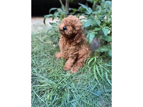 Sağlık ırk garantili toy poodle