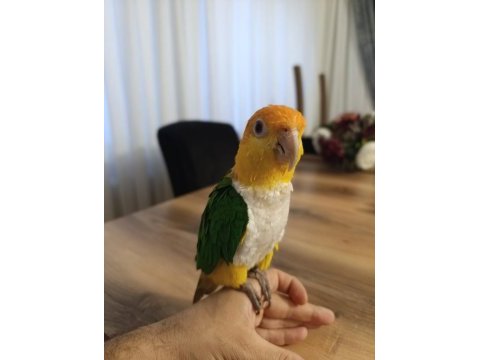 Ele kola alışık kayık papağanı