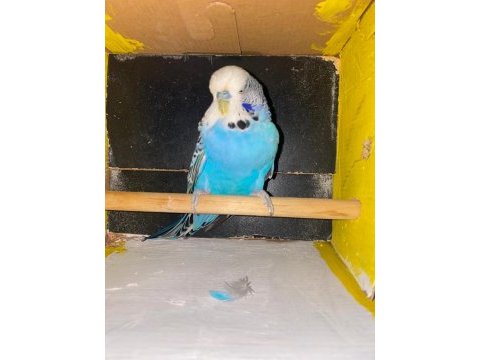Erkek show jumbo muhabbet kuşu