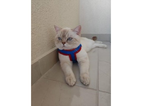 Safkan british shorthair bluepoint