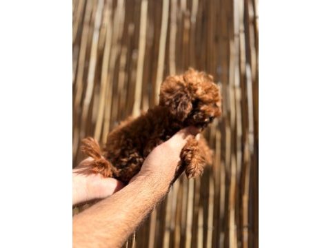 Irkının en iyi olan poodle bebekler
