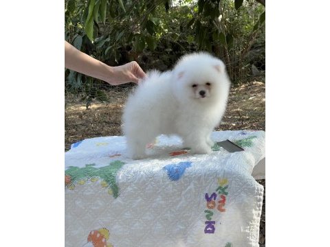 Pomeranian boo karbeyaz show class