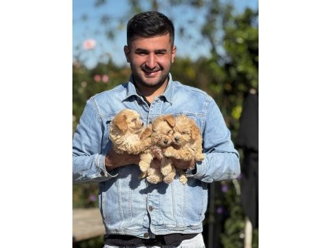 Maltipoo orijinal yavrularımız