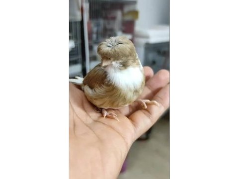 Harika tepeli gloster kanaryalar