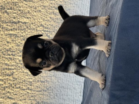 Black tan pug mops