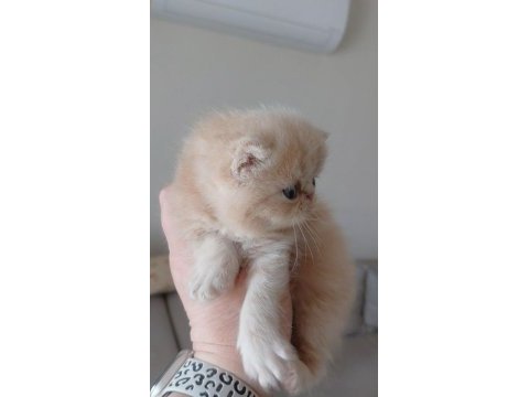 Küçük garfield kedimiz başka bir aileye gitmeye hazır