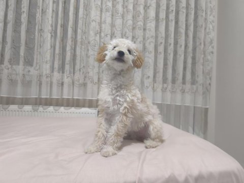 Sevimli mid poodle