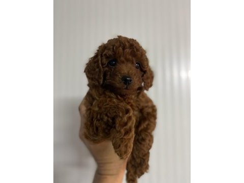 Red brown kore erkek ve dişi toy poodle yavrular