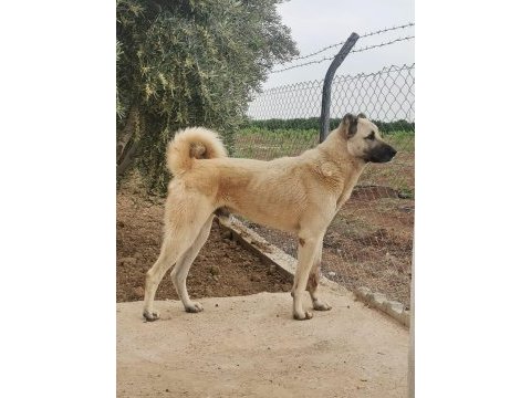 Mersin a kalitede anadolu çoban köpeklerimiz