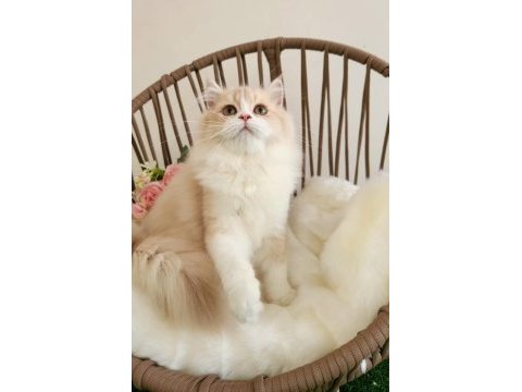 Golden british longhair güzeller güzeli̇ yavrular