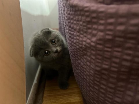 Oyuncu scottish fold oğluma yuva