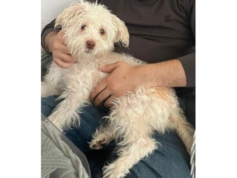 1 yaşında dişi eğitimli maltipoo