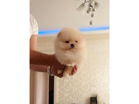 Bal gibi teacup ayıcık mini boy pomeranian