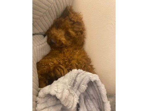 Toy poodle sahiplendirme tuvalet eğitimi vardır