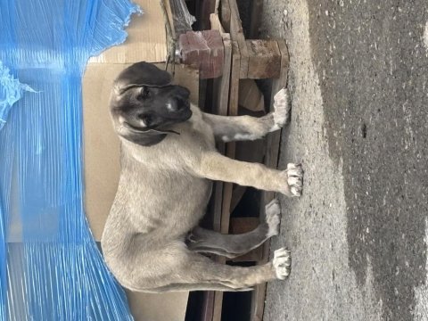 Kırçıl malaklı köpeğimiz