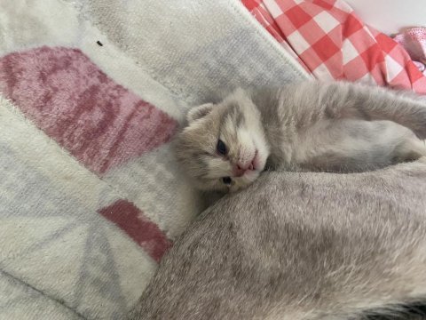 Yavru kediler yeni sahiplerini bekliyor