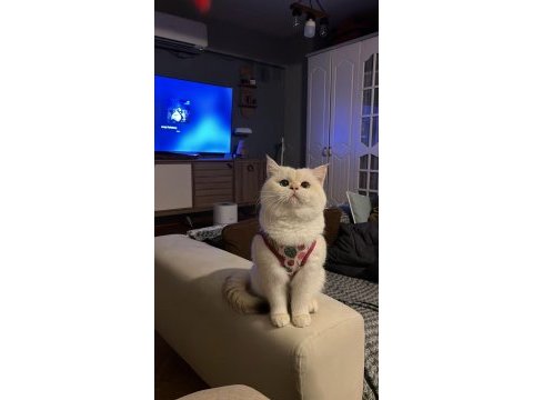British shorthair kedilerimiz sahiplendirilecektir