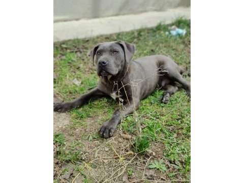 Cane corso 7 aylık