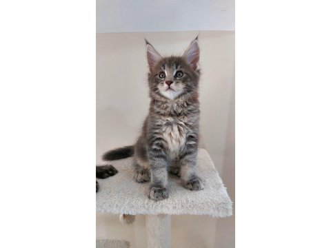 Full şecereli maine coon ünvanlı ebeveynlerden