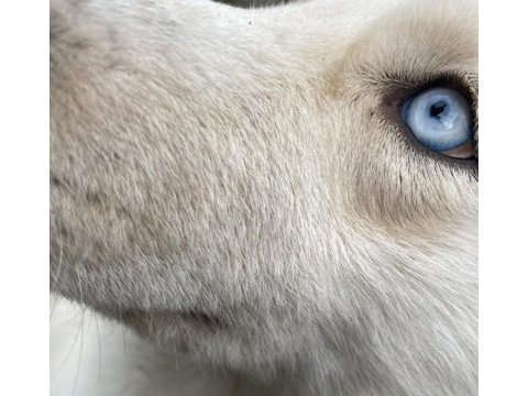 Mavi gözlü beyaz husky