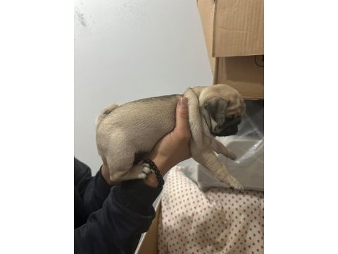 Show class pug mops bebekler