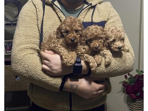 Ev doğumu toy poodle bebekler