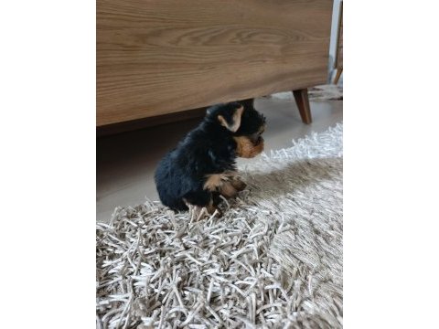 Yorkshire terrier yavrularımız