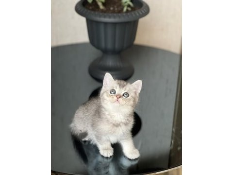Evinizin neşesi olacak british shorthair silver