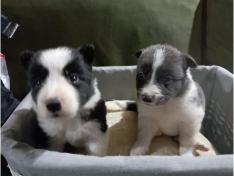 1 aylık border collie yavrular