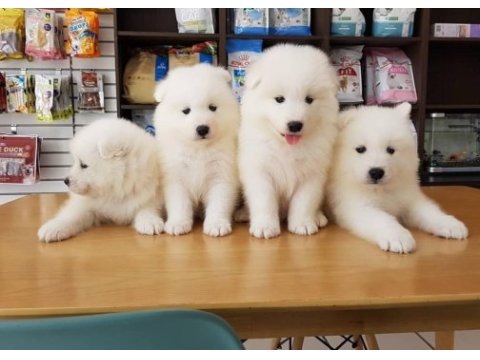 Pamuk gibi samoyed yavruları