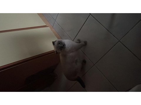 Blue point scottish fold