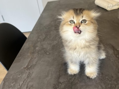 British longhair uzun tüylü yavrum
