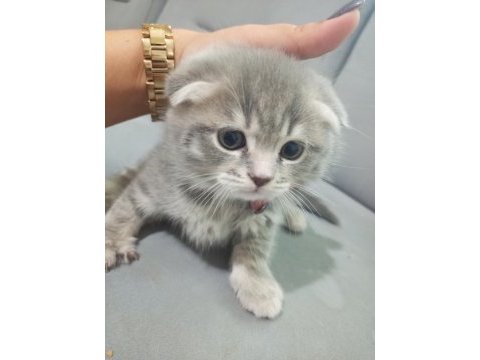 Scottish fold bebeklerim yeni yuvalarına gitmeye hazır