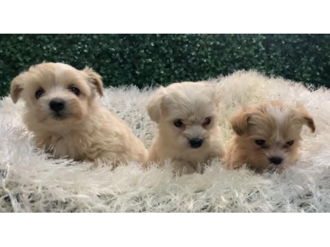 Maltipoo bebekleri