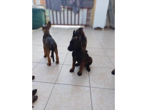 Fcı /kıf şecereli malinois yavrularım