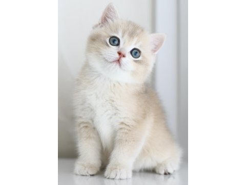 Gülen tontik british shorthair