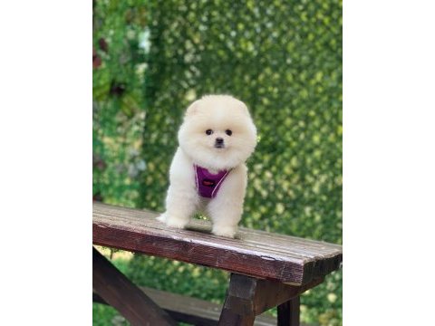 Pomeranian teddy face yavrularımız