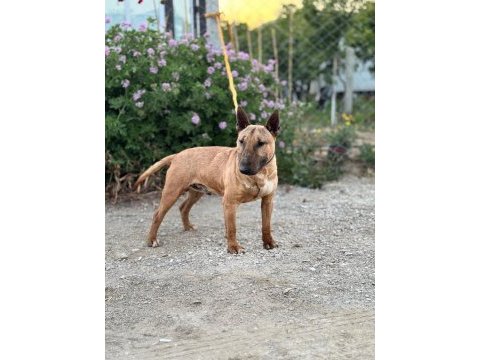 Kusursuz erkek bull terrier
