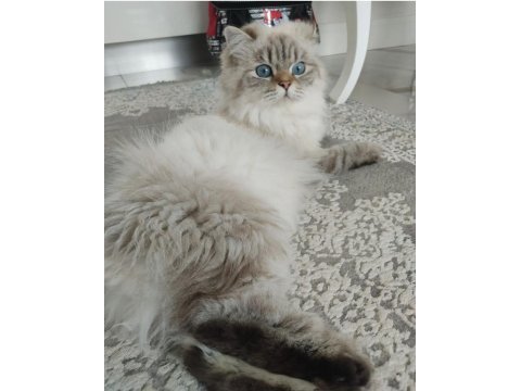 Safkan hamile british kediler