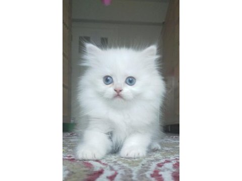 British longhair yavrularımız yeni ailelerine gitmeye hazır