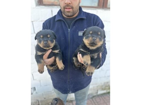 Erkek ve dişi macar rottweiler