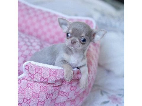 Xs dişi erkek safkan chihuahua yavrularımız